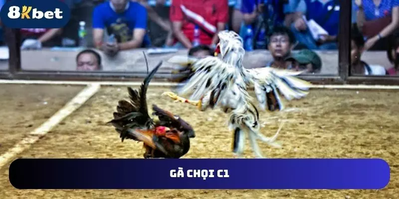 gà chọi c1 tại 8kbet