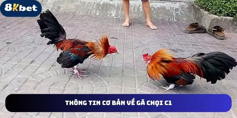 Tổng quát một số khái niệm về gà chọi C1