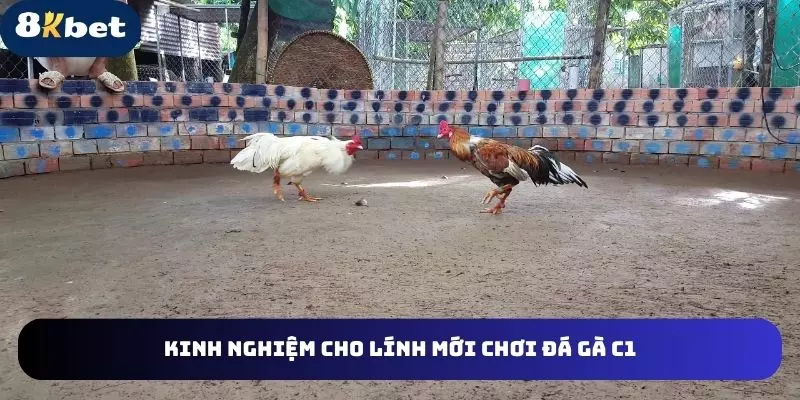 Những chiến thuật hay cho kê thủ mới chơia