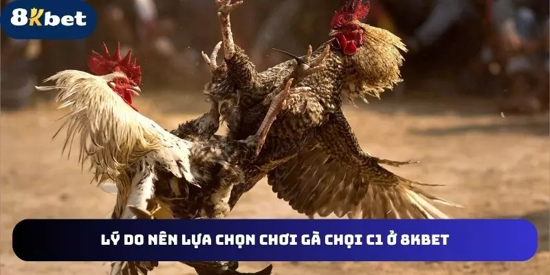 Những khái niệm về Gà đá đòn 8KBET