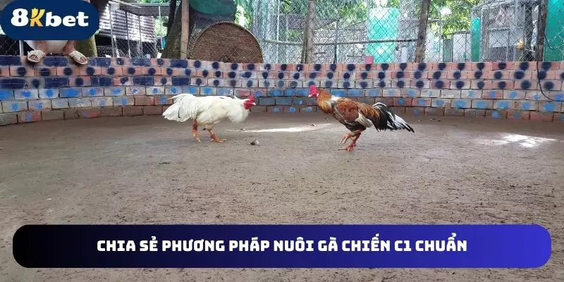 Phương pháp chăm kê chiến siêu hiệu quả